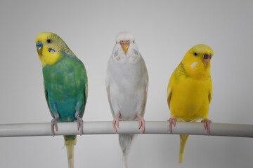 Green yellow white budgie flock trio budgerigar pet bird portrait with white background 