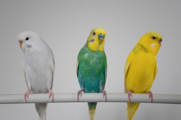 Green yellow white budgie flock trio budgerigar pet bird portrait with white background 
