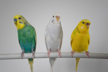 Green yellow white budgie flock trio budgerigar pet bird portrait with white background 