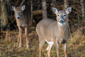 Two White-tailed Deer standing in front of forest trees