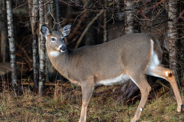 White-tailed Deer standing in front of forest trees