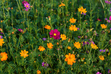 Beautiful cosmos flowers field at Singha Park Chiang Rai, Thailand