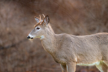 Close-up of White-tailed Deer in morning light