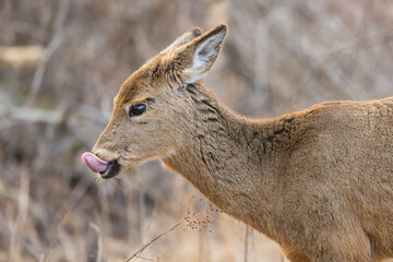 Close-up of White-tailed Deer licking its nose