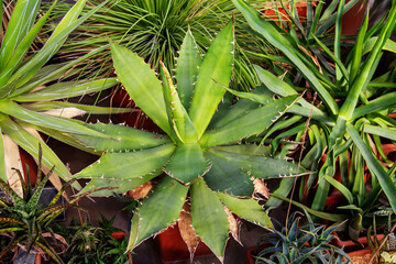 Obraz premium The Scarlet brevifolia plant (lat. Aloe brevifolia) with prickly green leaves on a clear sunny day. Flora plants flowers floristry.