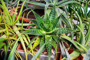 Obraz premium The Scarlet brevifolia plant (lat. Aloe brevifolia) with prickly green leaves on a clear sunny day. Flora plants flowers floristry.
