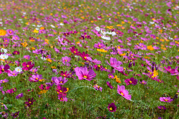 Beautiful cosmos flowers field at Singha Park Chiang Rai, Thailand