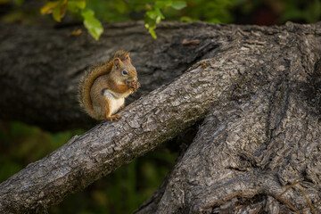 American Red Squirrel sitting on tree eating