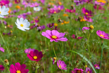 Fototapeta premium Beautiful cosmos flowers field at Singha Park Chiang Rai, Thailand