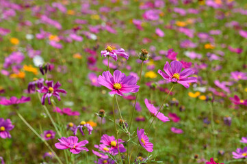 Beautiful cosmos flowers field at Singha Park Chiang Rai, Thailand