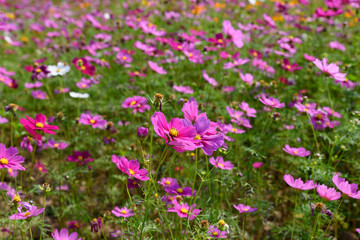 Obraz premium Beautiful cosmos flowers field at Singha Park Chiang Rai, Thailand