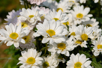 Fototapeta premium Beautiful flowers