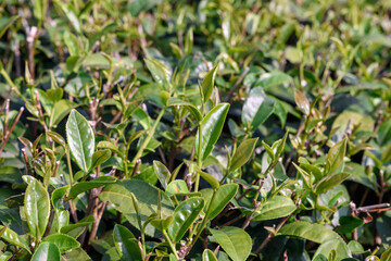 Green tea plantations in Thailand