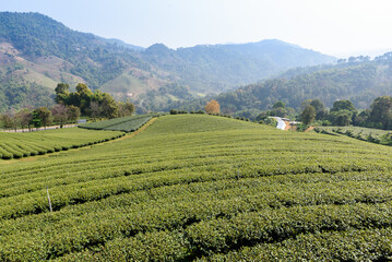 Green tea plantations in Thailand
