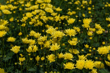 Beautiful flowers
