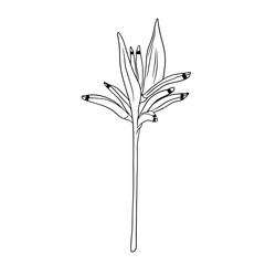 Tropical vector heliconia flower illustration on isolated background. Beautiful botanical hand painted linear exotic frangipani. For designers, spa decoration, postcards, wedding, greetings