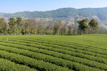 Green tea plantations in Thailnad