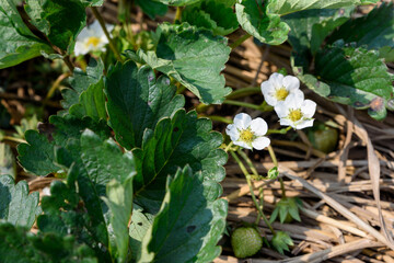 Small white flowers bloom on strawberry plant