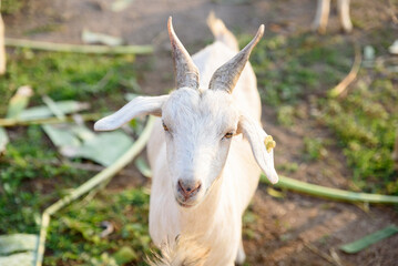 Obraz premium Goat