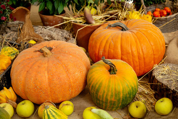 Pumpkins, squash, apples, on a wooden table with hay. Flora plants flowers floristry.