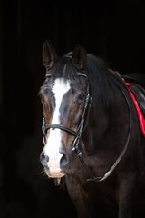 Fototapeta premium Porträt eines Sportpferdes, Pferdefotografie