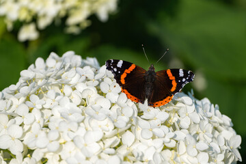 Admiral (butterfly) on a hydrangea flower