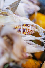 Detailed closeup view of yellow ear of Indian corn on the cob with natural husks. A detailed view of maize against a natural background, Perfect for autumn harvest or seasonal decorations.
