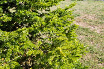 Part of young spruce in sunny day on blurred background