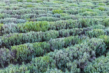 Trimmed bushes of lavender after blooming period on a field