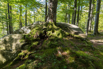 Old beeches in mountain forest with separate stones and rocks