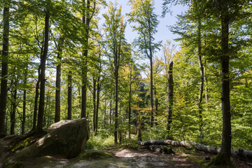 Old beeches in mountain forest with separate stones and rocks