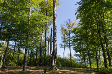 Old beeches in mountain forest at autumn sunny day