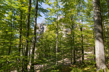 Obraz premium Old beeches in mountain forest with high separate rocky ledges