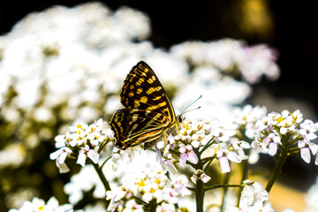 butterfly on yellow flower