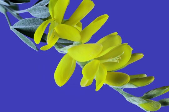 Isolated stem of Sweet Broom (Cytisus x spachianus) in flower, South Australia,