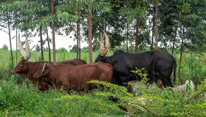 Long horned Sanga cattle on a field in Uganda