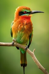 Fototapeta premium A colorful bee-eater bird perches on a branch against a green blurred background.