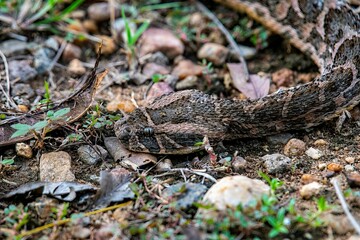 Puff adder snake in close up on garden ground