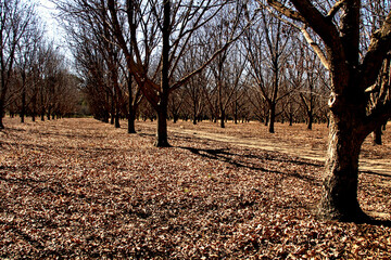 Landscape photo of Pecan trees in the Vredefort Dome area. ThabelaThabeng. Thrive best in areas...
