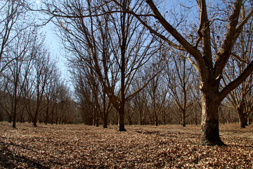 Landscape photo of Pecan trees in the Vredefort Dome area. ThabelaThabeng. Thrive best in areas...