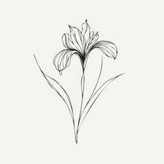 Obraz premium Adobe Illustrator Artwork set of contour irises spring flowers, line art floral, leaves black and white illustration iris, set of decorative elements of plants stylized