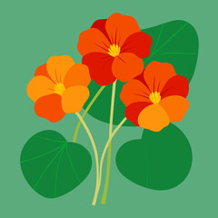 vector illustration of nasturtium flowers 