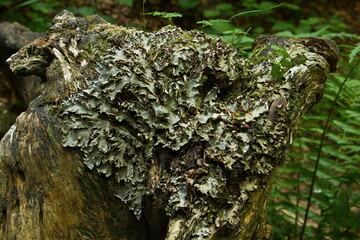 Lichen on a dead tree on the Rax,Austria,Europe
