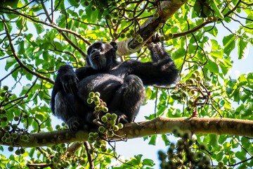 Chimpanzee on a fig tree at the Budongo forest in Murchison falls national park in Uganda