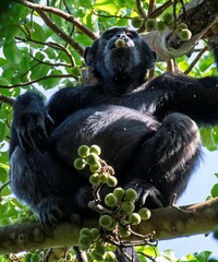 Chimpanzee on a fig tree at the Budongo forest in Murchison falls national park in Uganda