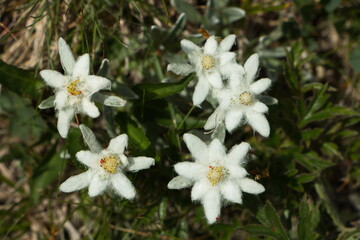 Edelweiss on the Rax,Austria,Europe

