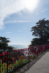 poppy fence along path next to sea summer