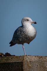 Seabird seagull portrait