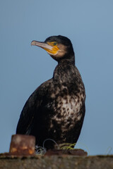 Seabird portrait