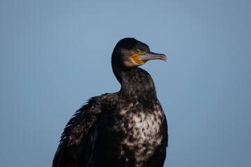 Seabird portrait